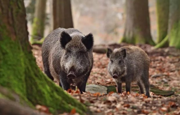 Un bărbat a lovit cu maşina o turmă de porci mistreţi, iar şapte dintre ei au murit. Reacţia Poliţiei