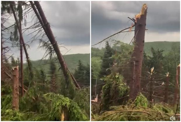 Furtună în Maramureș: pădure de brazi doborâtă, acoperișuri luate de vânt, un bărbat rănit de o prelată, zeci de apeluri la 112