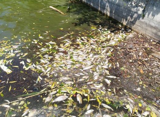 Pești morți în lacul Ciric - primăria Iași infirmă accidentul ecologic. Pești morți în lacul Ciric - primăria Iași infirmă accidentul ecologic.