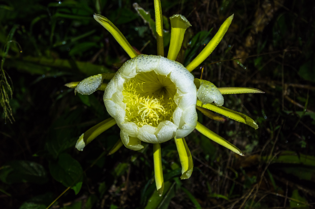 Plante care înfloresc noaptea – plante nocturne