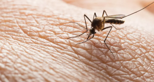 Virusul West Nile în România. Avertismentul lui Rafila: Vom mai avea cazuri, maximul va fi la sfârșitul lui august