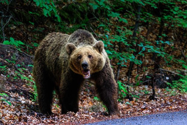 Mesaj RO-Alert, după ce un urs a fost văzut în staţiunea Buşteni