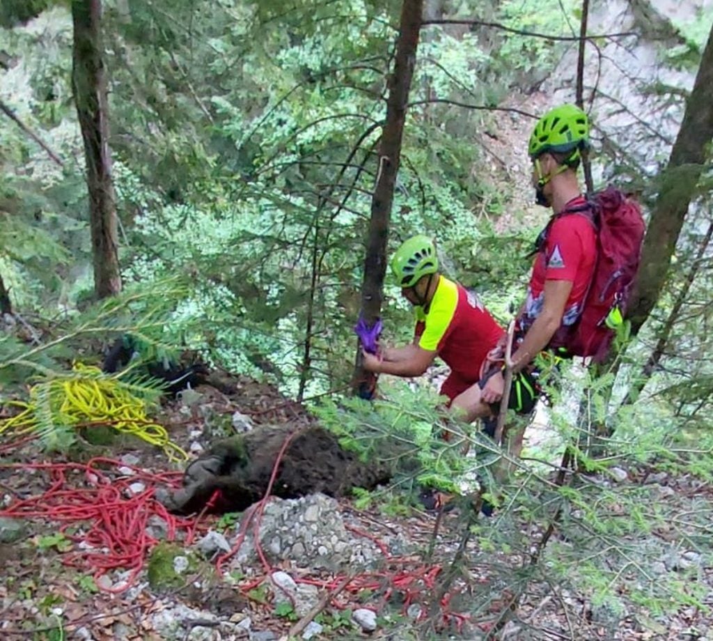 Salvamontiștii, la scurt timp după ce ursul a fost împușcat, pregătindu-se să îl ducă la analize
