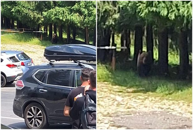 Urs „fără frică de om”, văzut la intrarea pe un traseu turistic din Munții Ciucaș. „Este atras de gunoaiele lăsate”