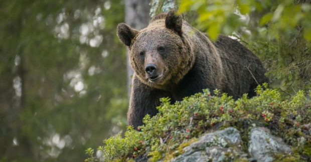 Turist rănit de un urs în provincia Trento. În aprilie 2023, un jogger italian a fost ucis aici de un animal sălbatic