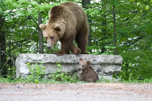 O familie din Galați a cerut ajutor la 112 după ce s-a întâlnit cu trei urși la Slănic Moldova