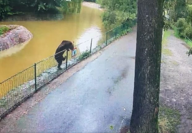 Un urs care s-a plimbat prin Grădina Zoologică Târgu Mureş și a omorât patru animale a fost împuşcat