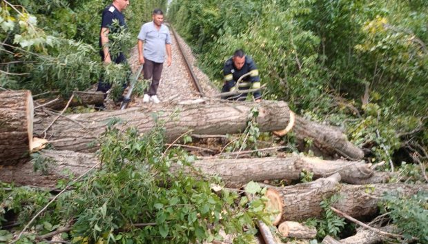 Copaci și stâlpi puși la pământ de vijelie, în Prahova. Lângă Ploiești, un arbore a blocat traficul feroviar