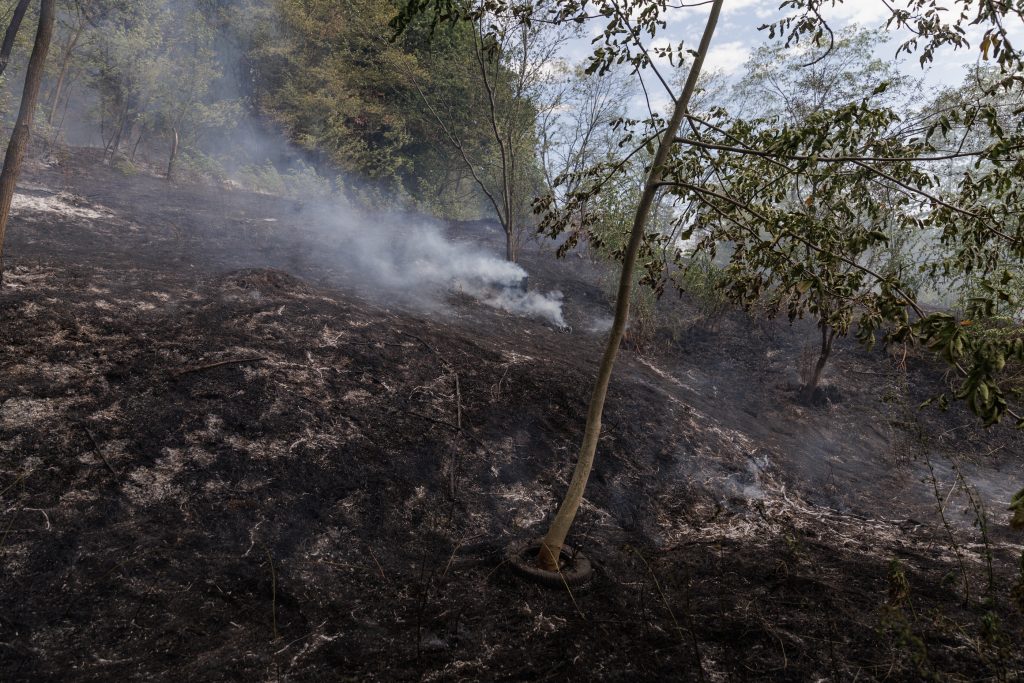 14 cum a ramas gradina dupa incendiu