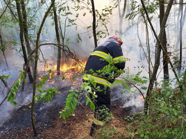 Incendiu în zona pădurii Bălănoaia din Giurgiu. 42 de hectare, afectate