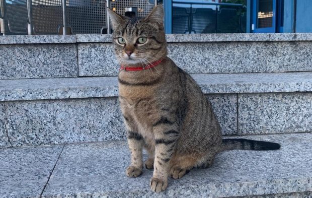 A dispărut Vasi, pisica mascotă a Aeroportului Otopeni. Angajații fac apel la populație pentru a o găsi