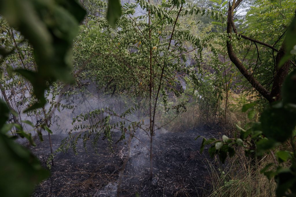 6 incendiul a parjolit partea dinspre padure a gradinilor