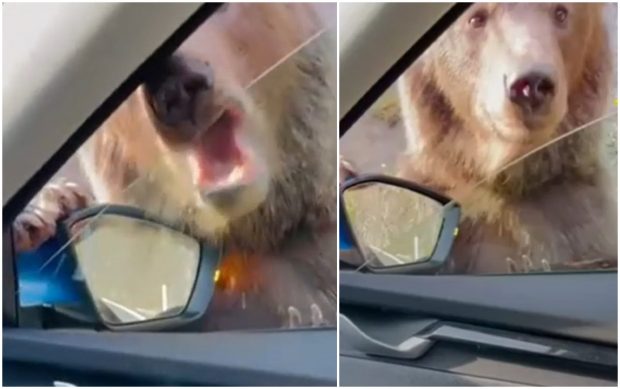 Un urs a atacat o maşină și mușcat geamul unei portiere, pe Transfăgărăşan. Ministrul mediului anunță noi măsuri pe traseul frecventat de turiști