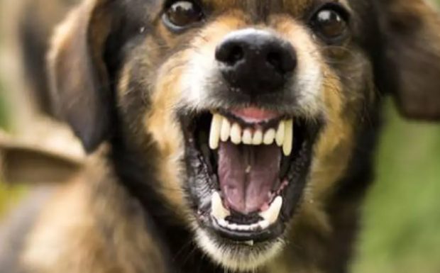 Copil de 11 ani ucis de câinii care păzeau ferma familiei, în Harghita