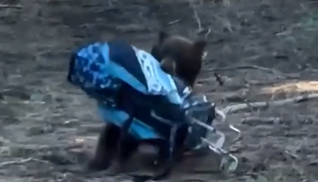 Un urs a fugit cu geanta cu crose, în timpul unui joc de golf, lângă lacul Tahoe | VIDEO