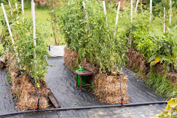 Cum să plantezi legume în baloţi de paie
