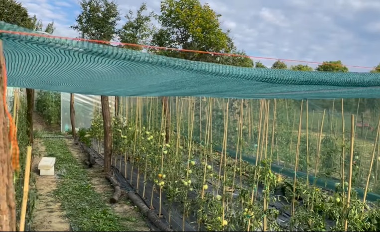 Cum au fost surprinși în grădină copiii Danei Nălbaru și ai lui Dragoș Bucur. Kadri și Roxana culeg fasole și roșii 2 dana nalbaru gradina 7