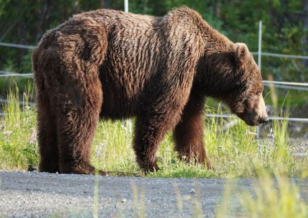Un urs și-a făcut apariția în Sinaia, într-o zonă vizitată de turiști. A fost emis mesaj RO-Alert