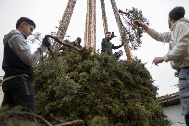 O femeie care a tăiat coroana unui pin din propria grădină a fost amendată cu 40.000 de euro, la Viena. Care este motivul