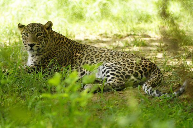 Proprietarul unei mici grădini zoologice private din Slovacia, ucis de un leopard