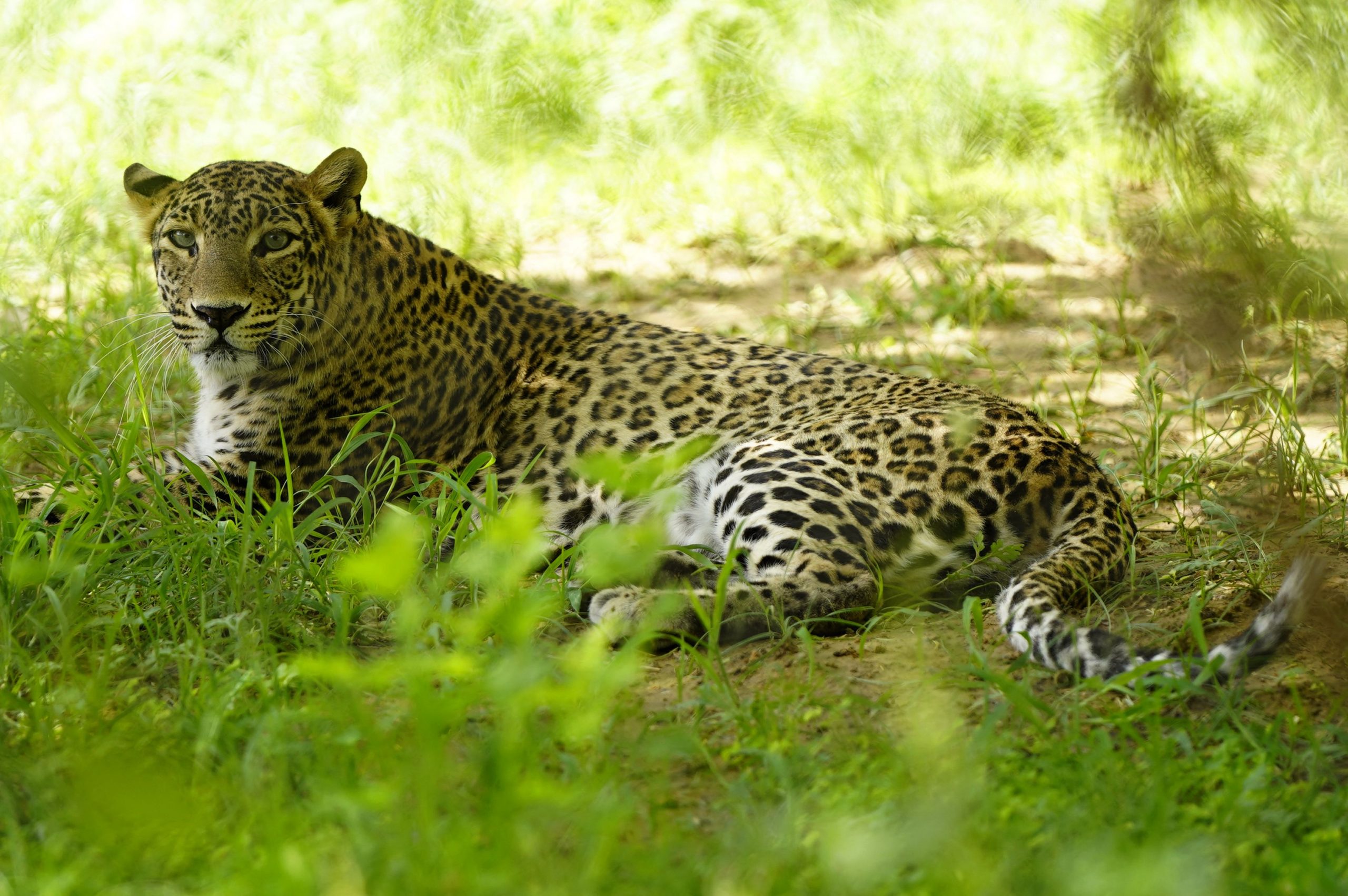 Proprietarul Unei Mici Grădini Zoologice Private Din Slovacia, Ucis De Un Leopard