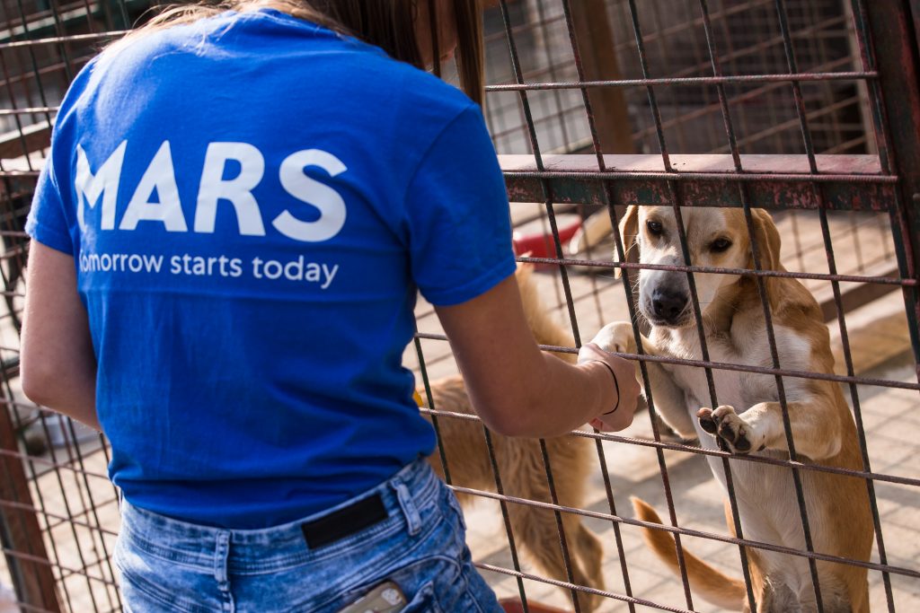 Voluntar MARS cu tricou albastru se joaca cu un caine de la adapost
