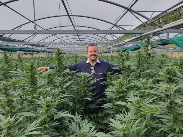 Formula Swiss: Liderul Pieței de CBD Organic din România