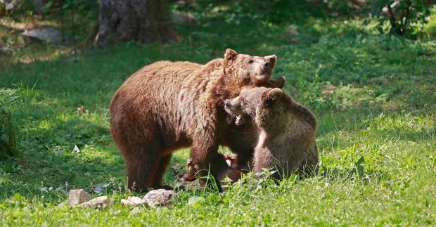 Suedia va ucide 20% din populaţia sa de urşi bruni, în cadrul vânătorii anuale. Ecologiștii sunt revoltați