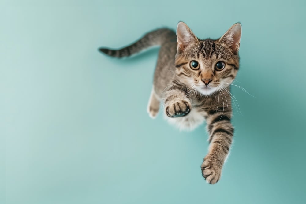 De ce cad pisicile întotdeauna în picioare 1 shutterstock2460358247