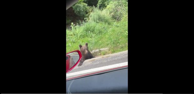 Andrew Tate sfidează legile din România. Influencerul și fratele lui s-au filmat în timp ce hrăneau un urs pe marginea drumului