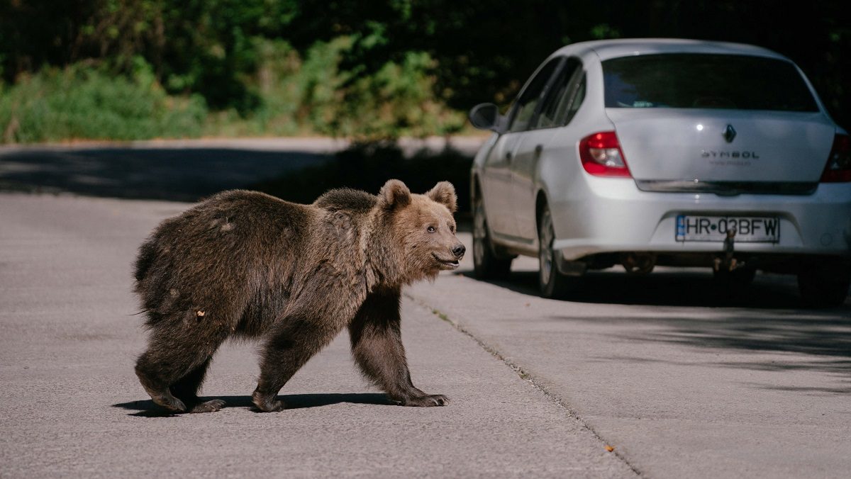 Trei Mesaje RO-Alert în Doar 90 De Minute, Pentru A Anunţa Prezenţa Urşilor în Zone Locuite Din Harghita