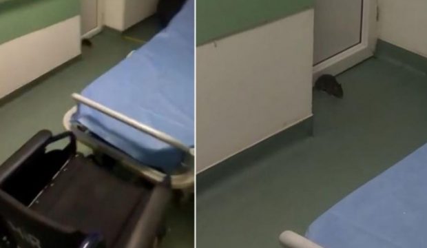 Șobolan filmat în spitalul din Sânnicolau Mare. „Așteaptă și el la interne”. VIDEO