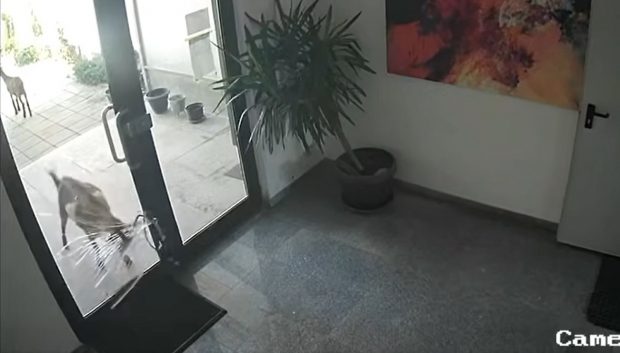 Caprele au dat năvală într-un complex de lux din Pipera: „Da’ ce vreți, dom’le, să le amendăm?” | VIDEO