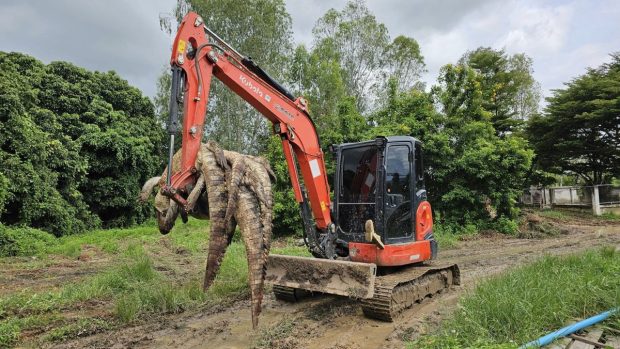 125 de crocodili pe cale de dispariție au fost omorâți de un fermier din Thailanda, de teamă că vor scăpa în timpul inundaţiilor