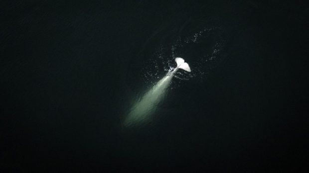 Descoperire importantă pe coasta de est a Noii Zeelande. Cercetătorii au găsit o nouă specie de „rechin-fantomă”