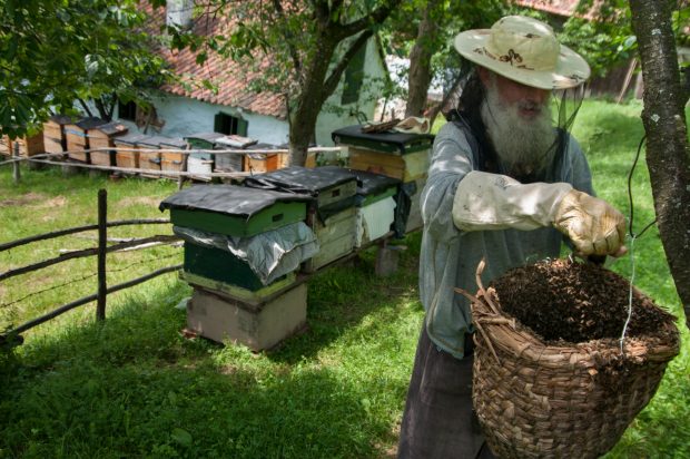 Producţia de miere din România a scăzut îngrijorător. Câți bani au cerut apicultorii de la stat, ca sprijin financiar