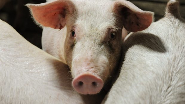 Muncitorii români care au construit un spital în Danemarca au primit de la angajatorul lor trei porci tăiați, în loc de salarii