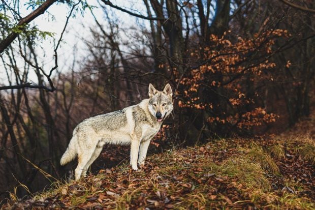 Rusia trimite lupi pe linia frontului pentru a detecta dronele ucrainene care se apropie