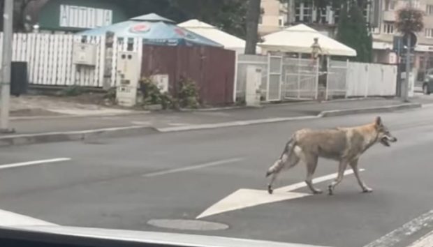 Ro-Alert primit de locuitorii din Sfântu Gheorghe, după ce doi câini rasa lup cehoslovac, fugiți de acasă, au fost confundații cu lupii