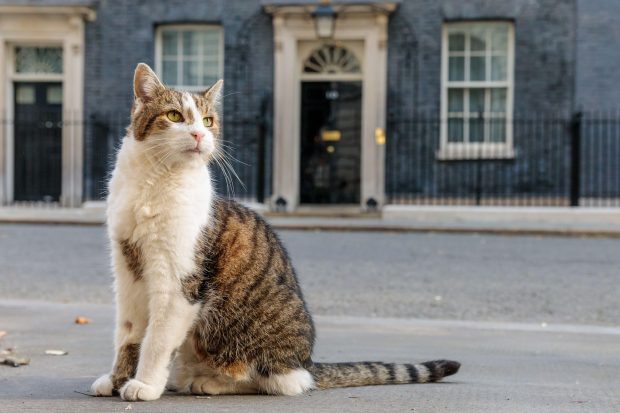 Invazie de șoareci în cartierul guvernamental din Londra. Motanul Larry, „cel mai vechi locatar din Downing Street”, are concurență
