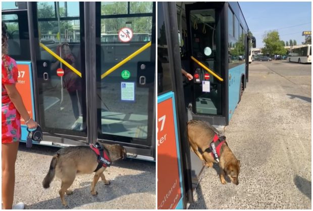Animalele de companie au voie în autobuzele și tramvaiele STB, dar în anumite condiții. Ce reguli trebuie respectate