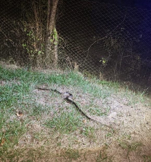 Un șofer din Gorj a stat trei zile cu un șarpe de 1,5 m în mașină. Jandarmii au găsit locul în care se ascundea | VIDEO