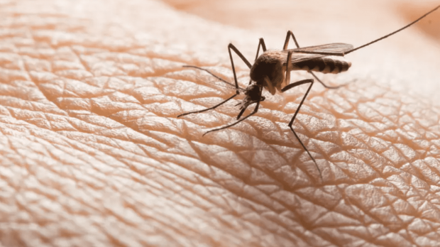 47 de cazuri de infecţie cu virusul West Nile înregistrate în această vară, anunță INSP. Patru persoane au murit