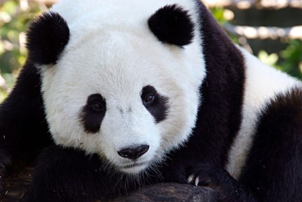 O grădină zoologică din Finlanda trimite doi urși panda înapoi în China, dând vina pe inflație 