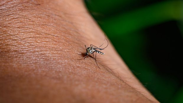 INSP: 73 de cazuri de infecţie cu virusul West Nile în România. Au fost înregistrate nouă decese