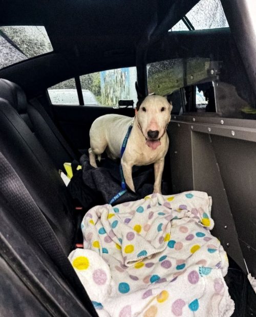 Un american riscă 5 ani de închisoare după ce și-a abandonat câinele în timpul uraganului Milton