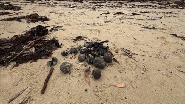 Mii de bile negre misterioase au fost găsite pe două plaje din Australia: „Sunt tar balls, am angajat un expert”