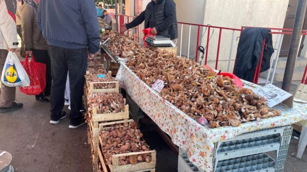 Creștere a intoxicațiilor cu ciuperci din piețe la Iași. Comercianții vând fără autorizație