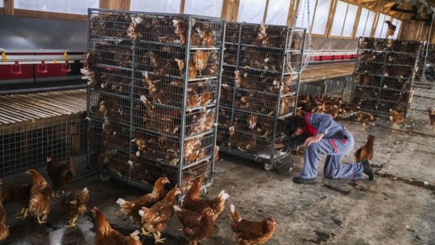 România cere Comisiei Europene, prin vocea ministrului Agriculturii, suspendarea importurilor de ouă și pui din Ucraina