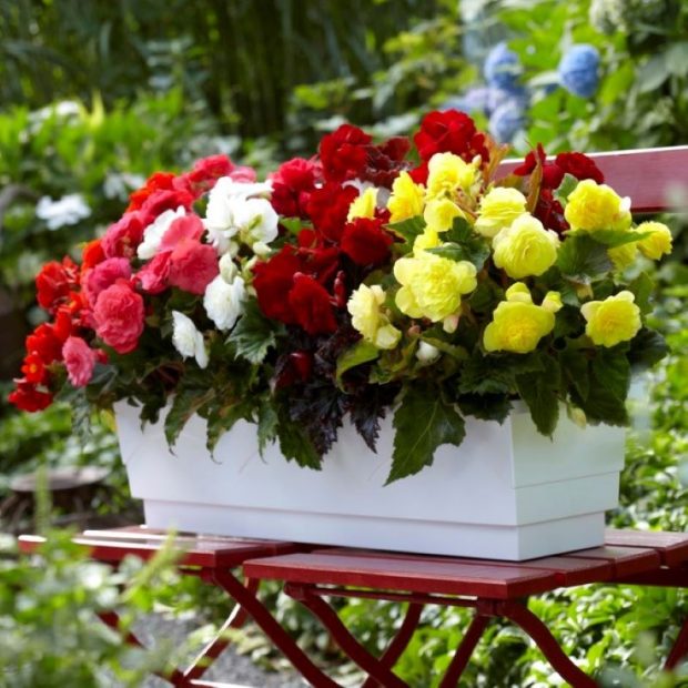 Plantarea florilor bulboase – sfaturi utile